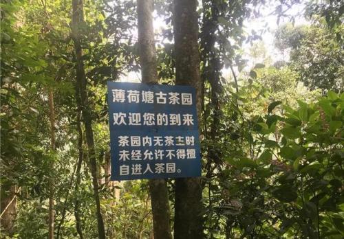 普洱品种价格排名前十(红茶有哪些品种)插图15