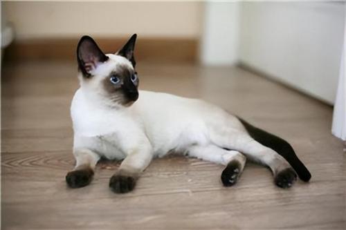 猫咪价格排行榜(宠物猫价格一览表2023)插图9