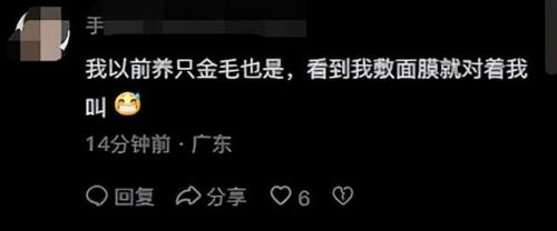 明星宠物面膜排名前十(全部明星的宠物的名字)插图15