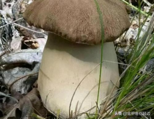 东北蘑菇种类排名前十(东北最好的蘑菇)插图11