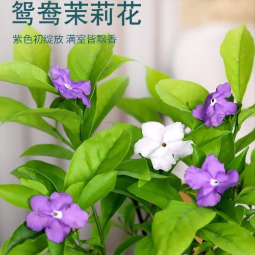 观赏耐晒植物排名前十(喜阳植物)插图10
