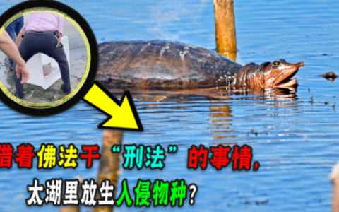 佛罗里达鳖(算命说放生乌龟改命)