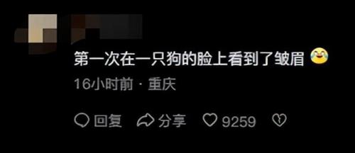 明星宠物面膜排名前十(全部明星的宠物的名字)插图13