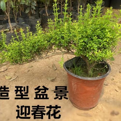 观赏耐晒植物排名前十(喜阳植物)插图5