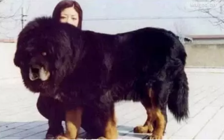 巨型犬排行榜(巨型犬体型排名前十名)插图3