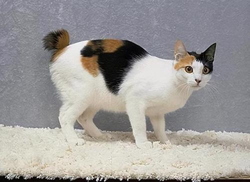 猫咪智商排行榜(公认最聪明的6种猫)插图4