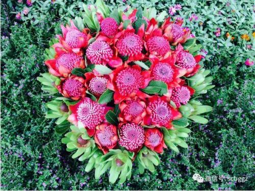 南非的国花(公主花寓意及花语)插图4