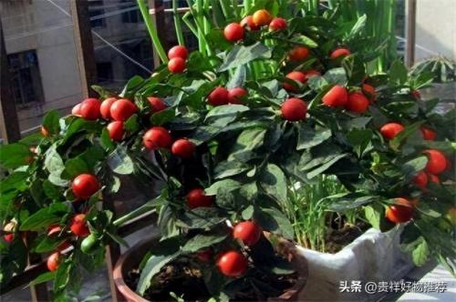 十大耐寒植物水植物排行榜(耐热又耐寒的水生植物排行榜)插图3