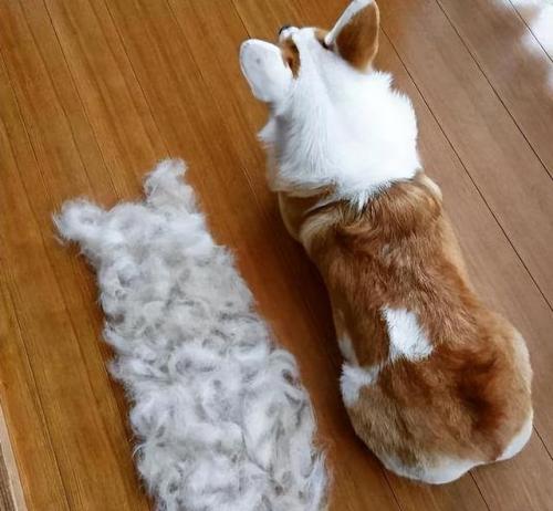 狗狗掉毛排行榜(不掉毛的犬种排名)插图1