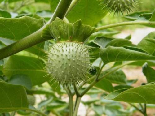 曼陀罗果实图片(曼陀罗果子泡酒能治类风湿)插图2