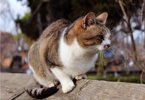 猫咪价格排行榜(宠物猫价格一览表2023)插图4