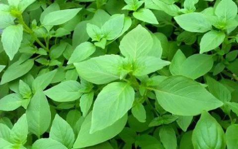 荆玫瑰香水排行榜(最好闻的五种玫瑰香水)