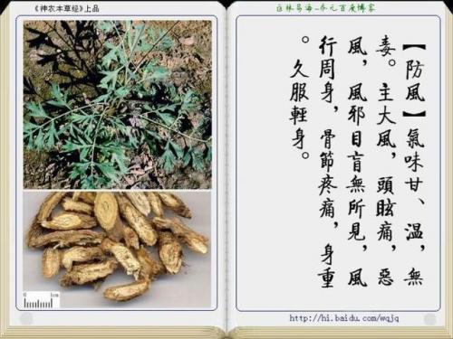 本草纲目中药大全(12000种中草药大全)插图11