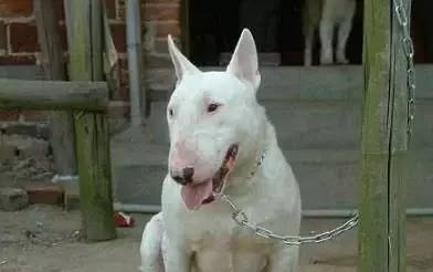 巨型犬排行榜(巨型犬体型排名前十名)插图14