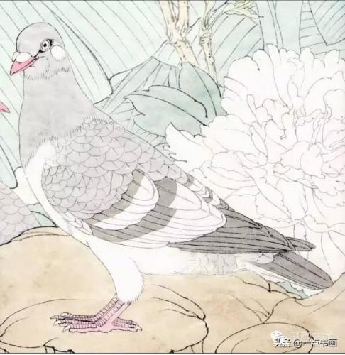 灰鸽子教程(无杠灰鸽子怎么配出来)插图2