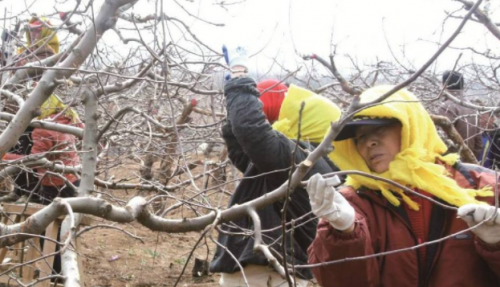 早春苹果挨一刀(人在世上飘哪有不挨刀)插图3