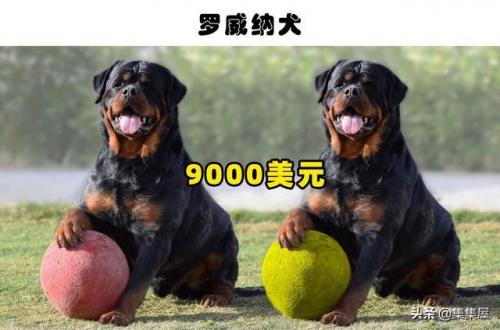 最贵狗排行榜图片(十大最贵的狗)插图2