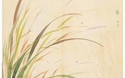 菅的读音(菅做姓氏怎么读注音)