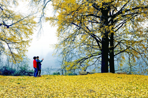 罗山景点排行榜(罗山一日游必去的地方)插图24