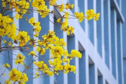 东莞高校校花排名前十(东莞最好的大学是哪一所)插图11