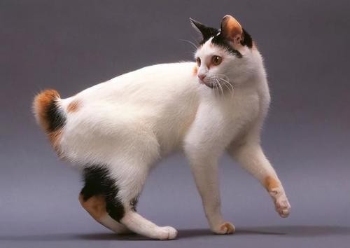 猫咪智商排行榜(公认最聪明的6种猫)插图3