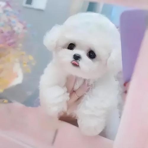 萌狗排行榜(比较萌的狗狗品种)插图4
