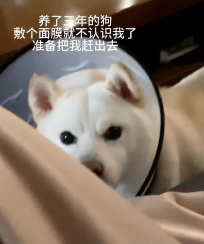 明星宠物面膜排名前十(全部明星的宠物的名字)插图5