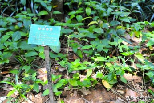 兰茶前十香水排名(全球最好闻的十大香水)插图14