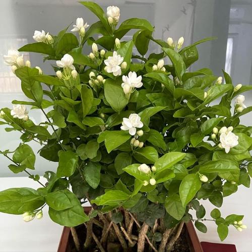 观赏耐晒植物排名前十(喜阳植物)插图6