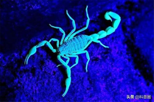 动物杀人排行榜(最致命的动物)插图3