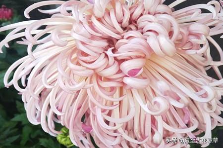 菊花什么意思(菊花代表的象征意义)插图