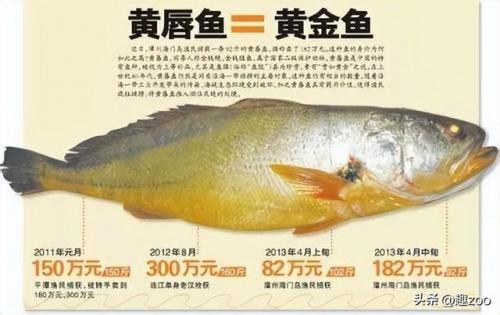最贵海鱼价格排名前十(十大最贵淡水鱼)插图2
