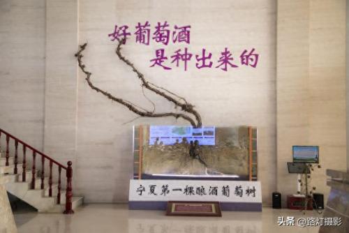 福建品质葡萄酒排名前十(精酿葡萄酒排名前十名品牌)插图13