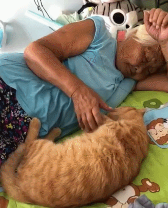 猫掉毛排行榜(十大最不掉毛猫排名)插图9