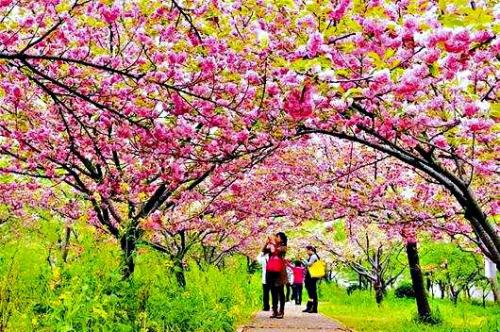中国红樱花树图片(福建山樱花10公分报价)插图27