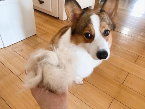 狗狗掉毛排行榜(不掉毛的犬种排名)插图2
