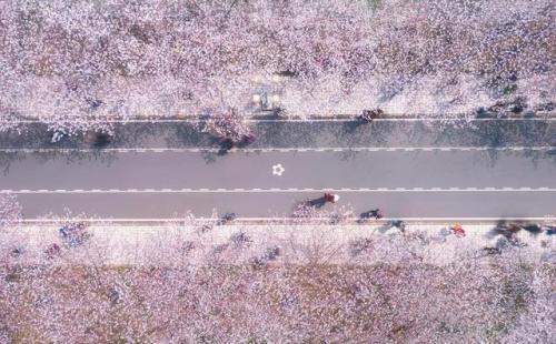 中国最美校园排行榜(中国十大美丽校园排名)插图16