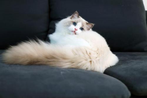 猫咪智商排行榜(公认最聪明的6种猫)插图1