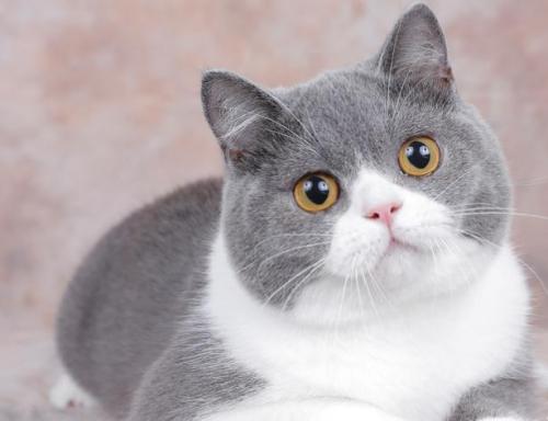 猫掉毛排行榜(十大最不掉毛猫排名)插图5