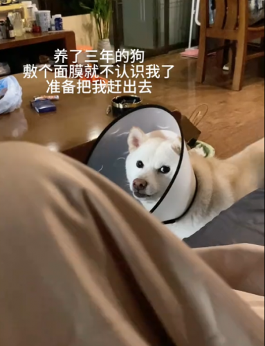 明星宠物面膜排名前十(全部明星的宠物的名字)插图3