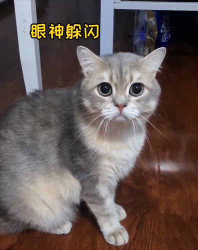 明星宠物面膜排名前十(全部明星的宠物的名字)插图40
