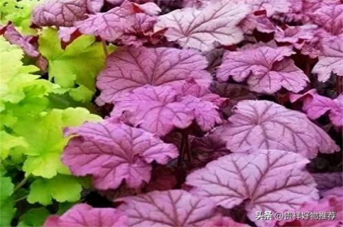 十大耐寒植物水植物排行榜(耐热又耐寒的水生植物排行榜)插图9