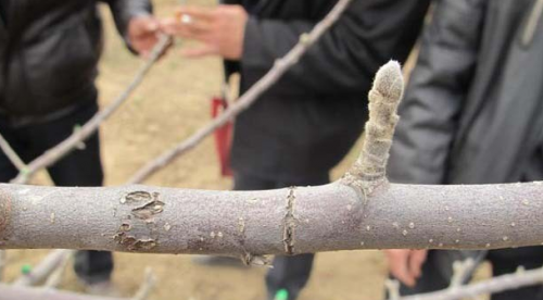 早春苹果挨一刀(人在世上飘哪有不挨刀)插图9
