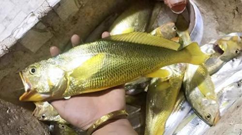 中国最值钱的动物排名前十(养什么动物越老越值钱)插图8