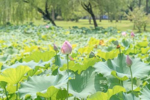 暖暖环游世界四时即景风荷知夏(暖暖环游世界百美图1198)插图6