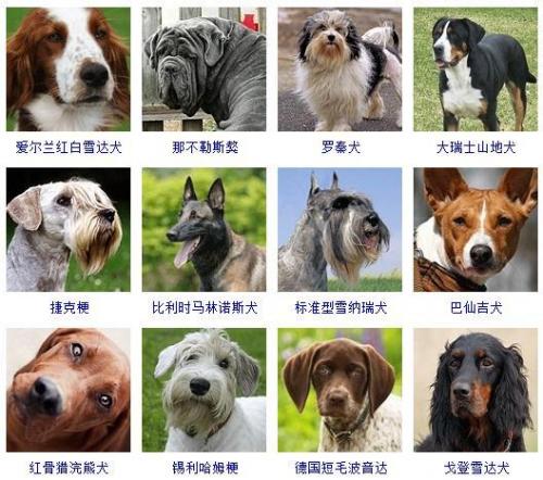 宠物狗品种(十大最漂亮小型犬)插图10