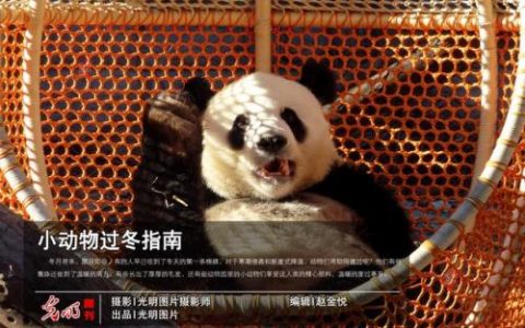 动物过冬(迁徒过冬的动物)