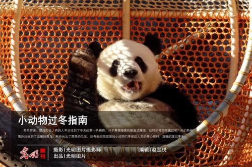动物过冬(迁徒过冬的动物)插图
