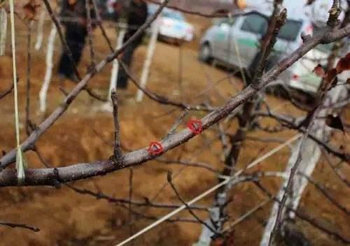 早春苹果挨一刀(人在世上飘哪有不挨刀)插图1