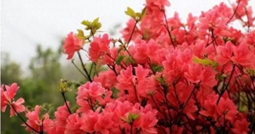 十大名花名字排行榜(十大名花颜色排名)插图48